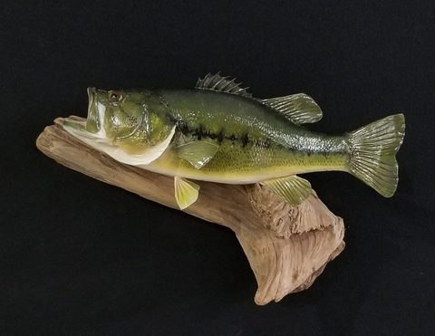 fish taxidermy by Jason's Taxidermy
