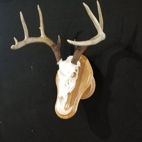 European taxidermy by Jason's Taxidermy