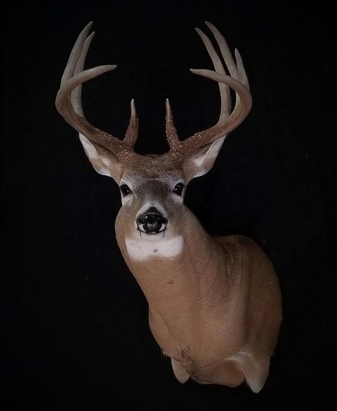 whitetail deer taxidermy by Jason's Taxidermy
