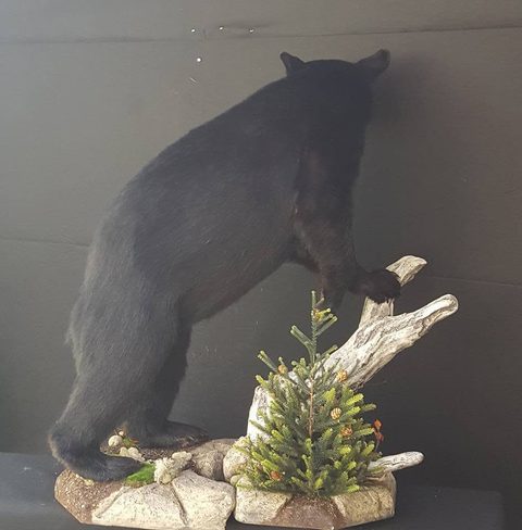 big game taxidermy by Jason's Taxidermy