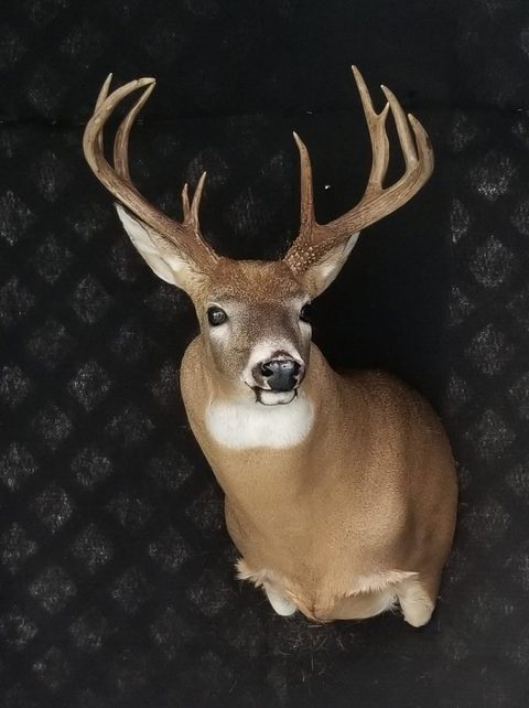 whitetail deer taxidermy by Jason's Taxidermy