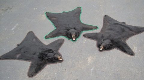 big game taxidermy by Jason's Taxidermy