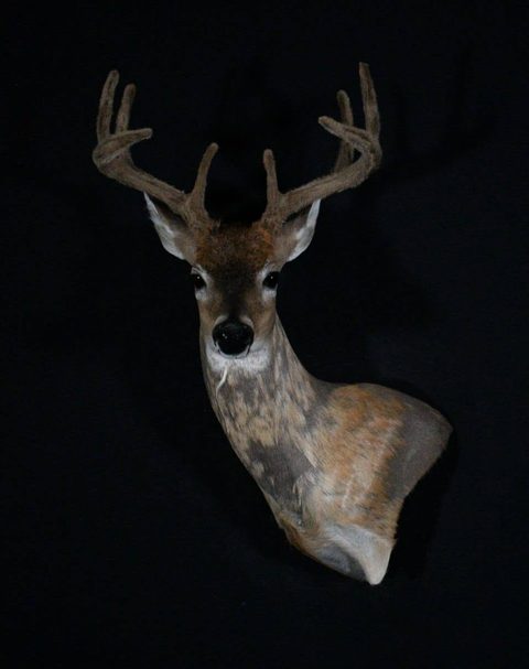 whitetail deer taxidermy by Jason's Taxidermy