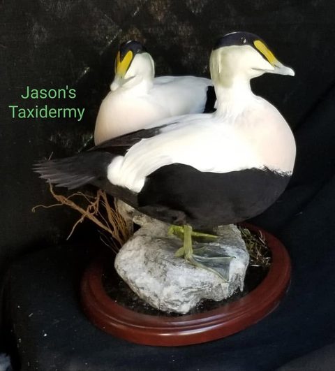 Common Eiders – waterfowl taxidermy by Jason's Taxidermy