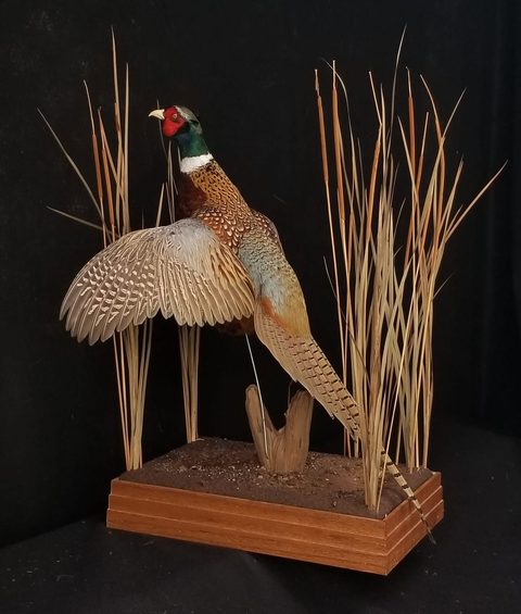 upland game bird taxidermy by Jason's Taxidermy