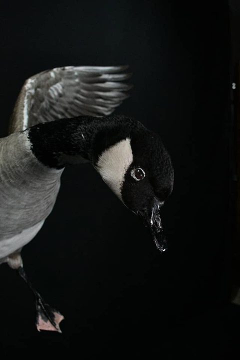 Canada Goose – waterfowl taxidermy by Jason's Taxidermy