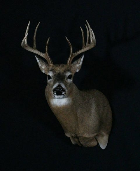 whitetail deer taxidermy by Jason's Taxidermy