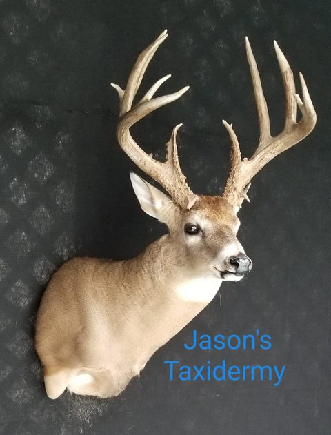 whitetail deer taxidermy by Jason's Taxidermy