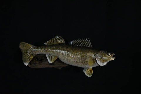fish taxidermy by Jason's Taxidermy