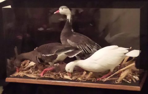 Snow & Blue Geese – Glass Case – waterfowl taxidermy by Jason's Taxidermy