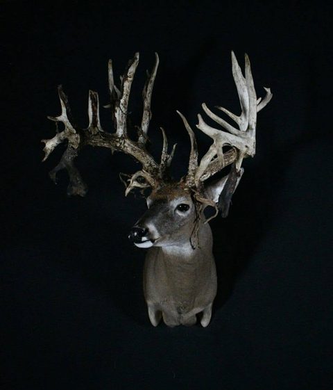 whitetail deer taxidermy by Jason's Taxidermy