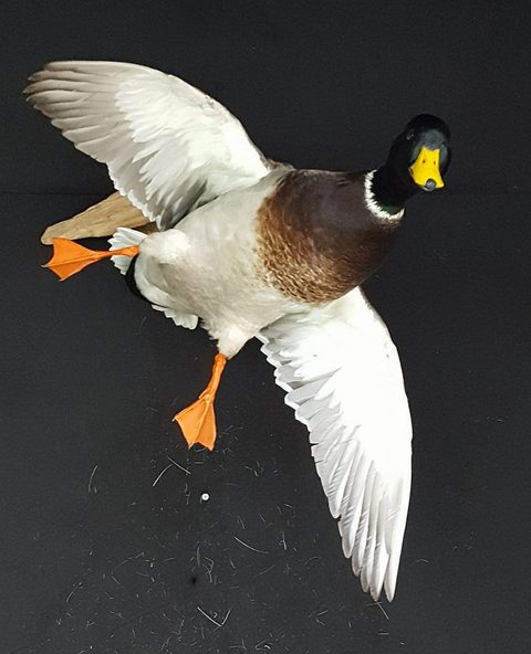 Mallard – Flying – waterfowl taxidermy by Jason's Taxidermy