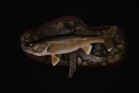 fish taxidermy by Jason's Taxidermy