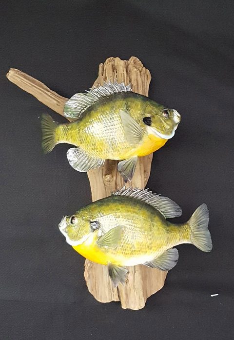 fish taxidermy by Jason's Taxidermy