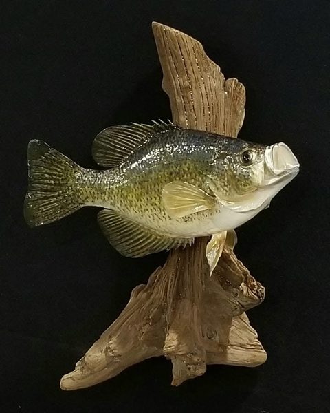 fish taxidermy by Jason's Taxidermy