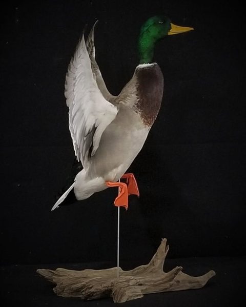 Mallard – Landing – waterfowl taxidermy by Jason's Taxidermy