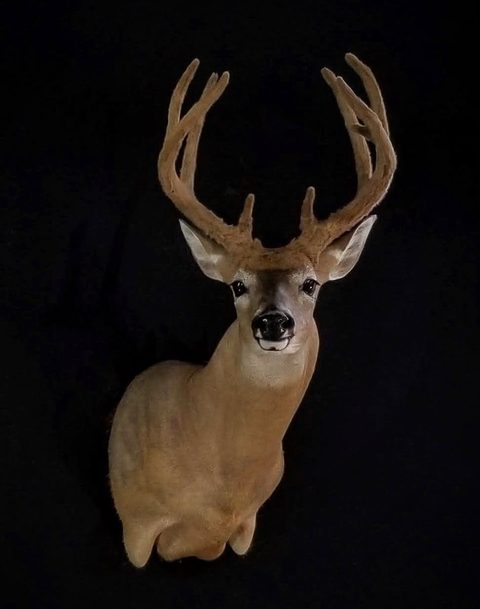 whitetail deer taxidermy by Jason's Taxidermy