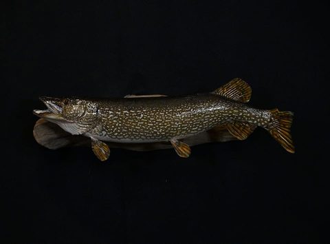 fish taxidermy by Jason's Taxidermy