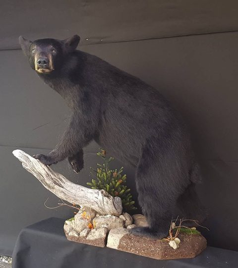 big game taxidermy by Jason's Taxidermy