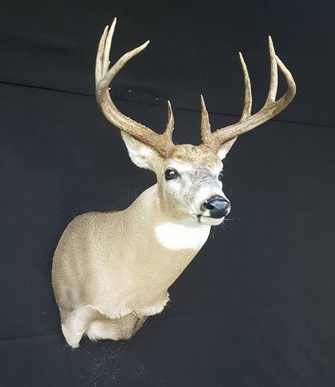 whitetail deer taxidermy by Jason's Taxidermy