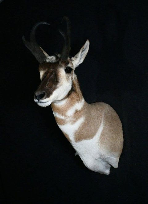big game taxidermy by Jason's Taxidermy