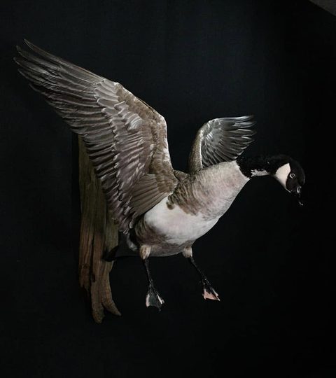 Canada Goose – Landing – waterfowl taxidermy by Jason's Taxidermy