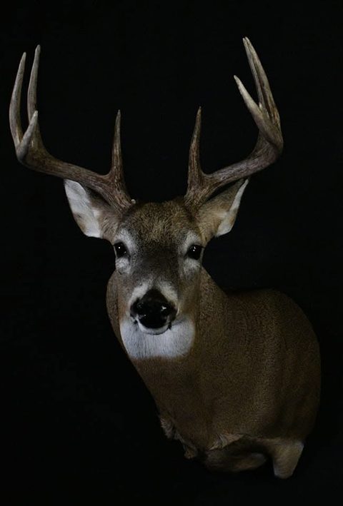 whitetail deer taxidermy by Jason's Taxidermy