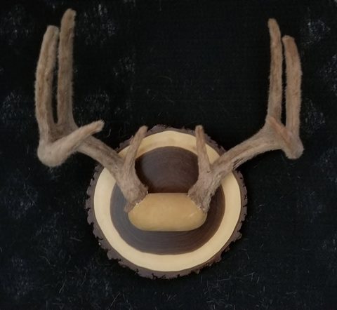 Whitetail – Antler Mount – antler taxidermy by Jason's Taxidermy