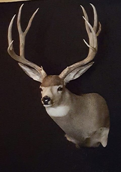whitetail deer taxidermy by Jason's Taxidermy