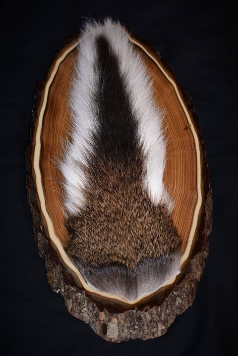 furbearer taxidermy by Jason's Taxidermy