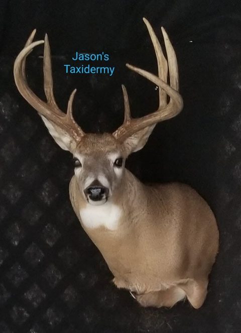 whitetail deer taxidermy by Jason's Taxidermy