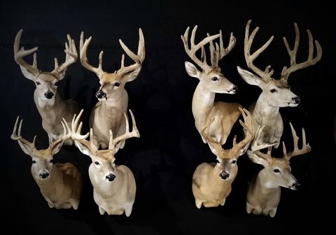 whitetail deer taxidermy by Jason's Taxidermy