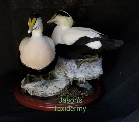 Common Eiders – waterfowl taxidermy by Jason's Taxidermy