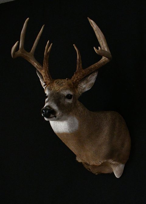 whitetail deer taxidermy by Jason's Taxidermy