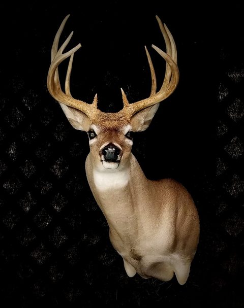 whitetail deer taxidermy by Jason's Taxidermy