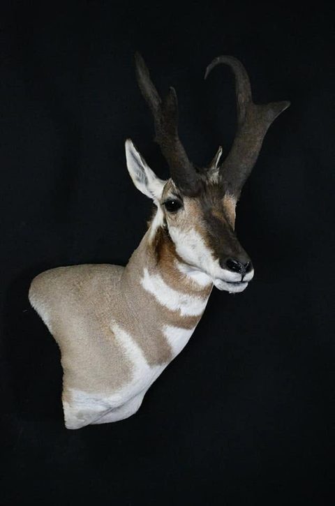 big game taxidermy by Jason's Taxidermy