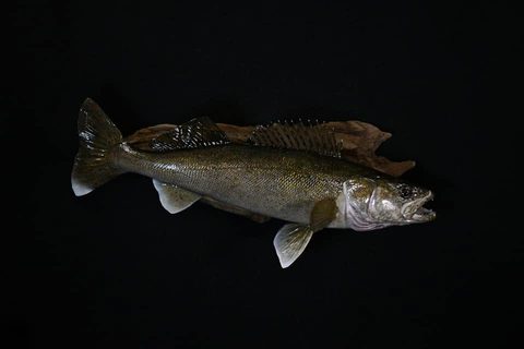 fish taxidermy by Jason's Taxidermy
