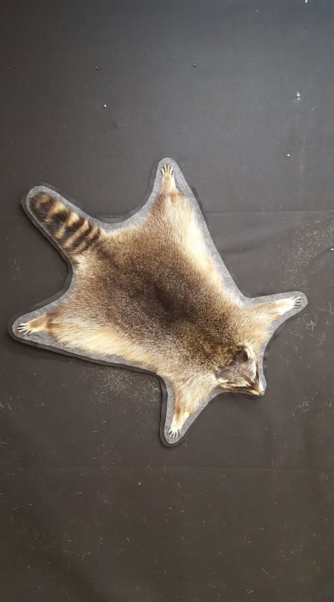 furbearer taxidermy by Jason's Taxidermy