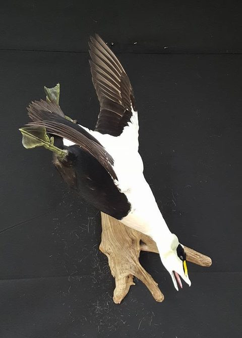 Common Eider – Flying – waterfowl taxidermy by Jason's Taxidermy