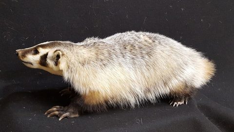 furbearer taxidermy by Jason's Taxidermy