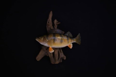 fish taxidermy by Jason's Taxidermy