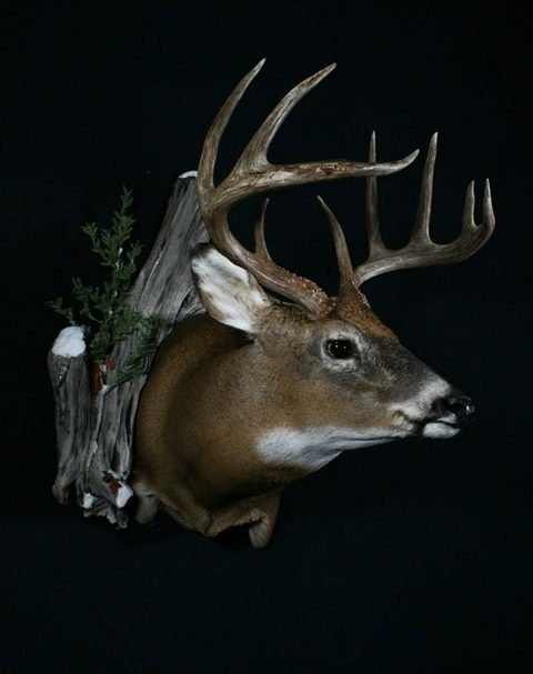 whitetail deer taxidermy by Jason's Taxidermy