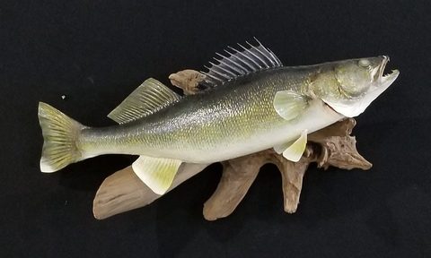 fish taxidermy by Jason's Taxidermy