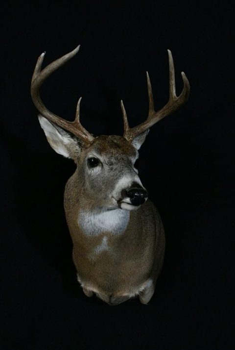 whitetail deer taxidermy by Jason's Taxidermy