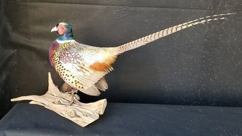 upland game bird taxidermy by Jason's Taxidermy