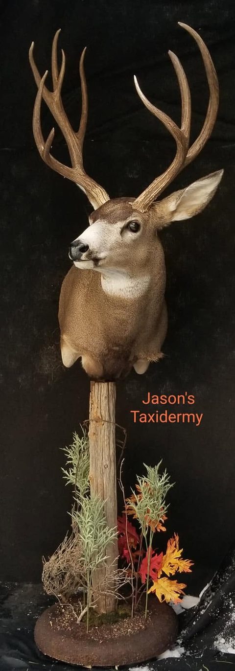 mule deer taxidermy by Jason's Taxidermy