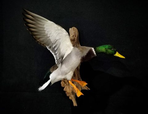 Mallard – Flying – waterfowl taxidermy by Jason's Taxidermy