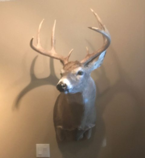 whitetail deer taxidermy by Jason's Taxidermy