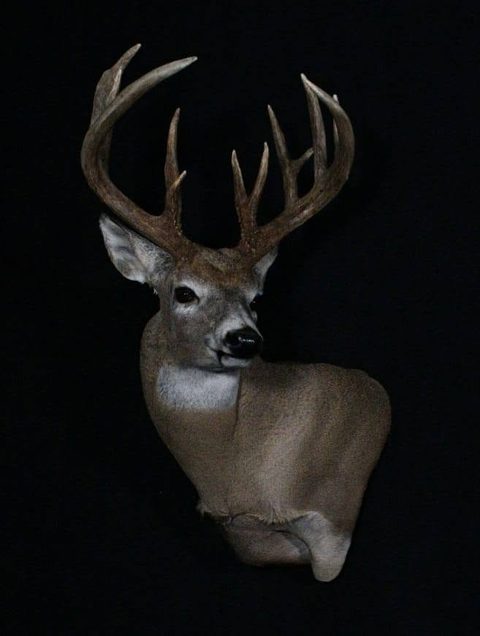whitetail deer taxidermy by Jason's Taxidermy