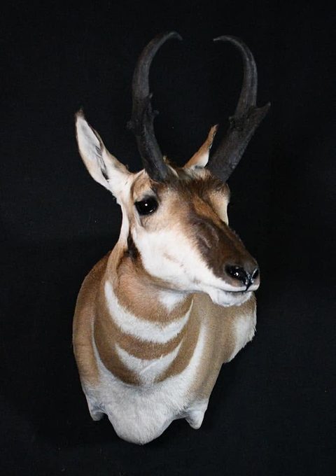 big game taxidermy by Jason's Taxidermy